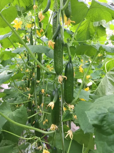 tamerlan-main-202917