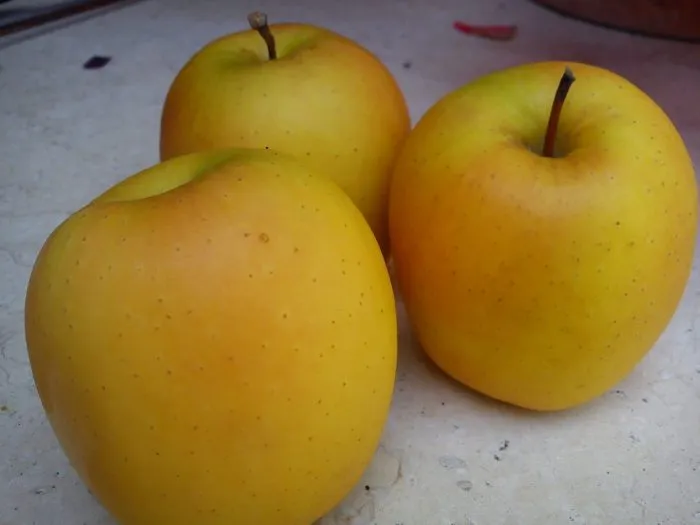 tenteyshn-main-219821