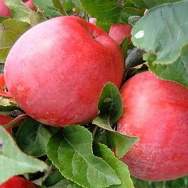 terentevka-main-218088