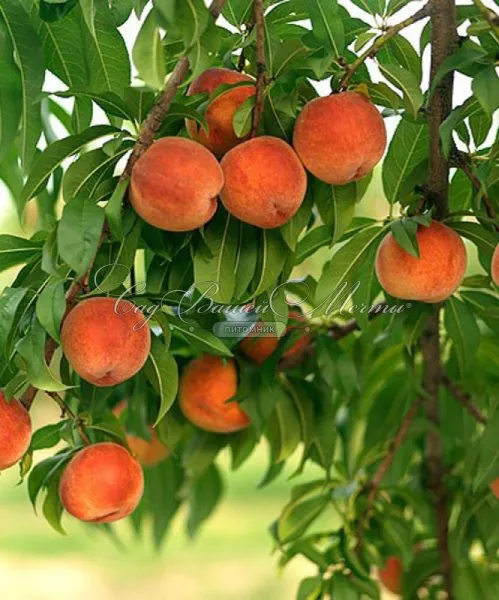 totem-sadovoda-2-224148