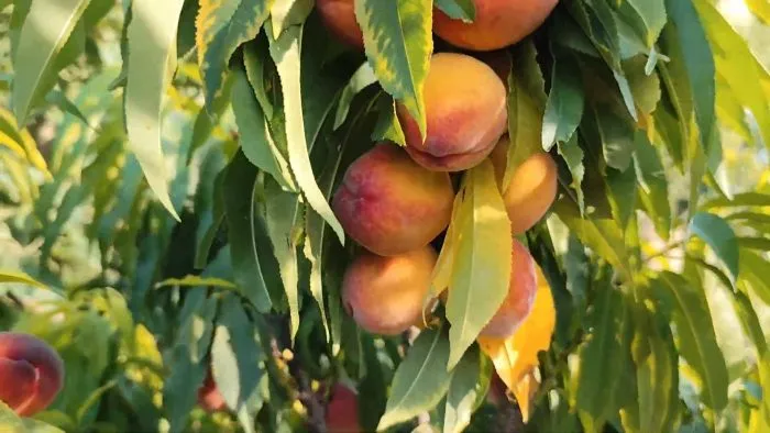 totem-sadovoda-3-224148