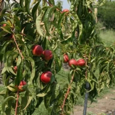 totem-sadovoda-6-224148