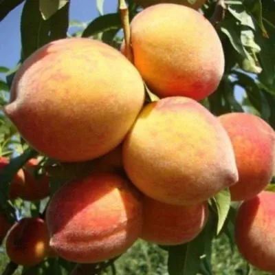 totem-sadovoda-7-224148