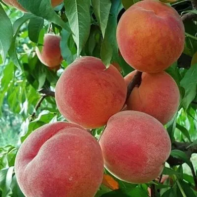 totem-sadovoda-8-224148