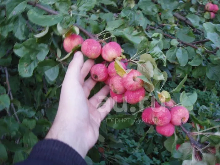 transtsendent-1-221111