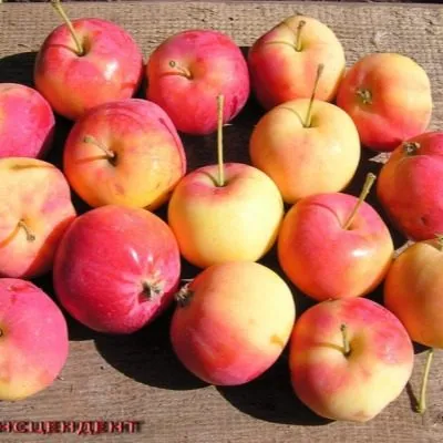 transtsendent-3-221111