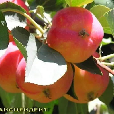 transtsendent-4-221111