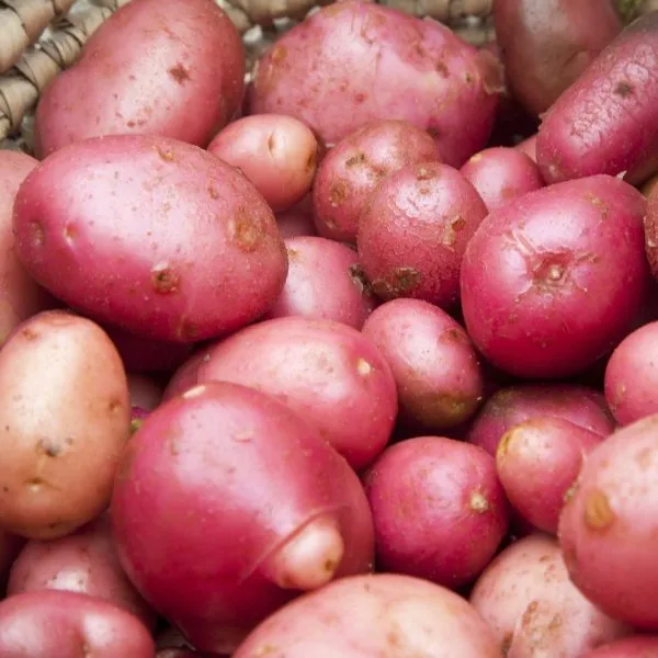 tserata-kvs-2-212108