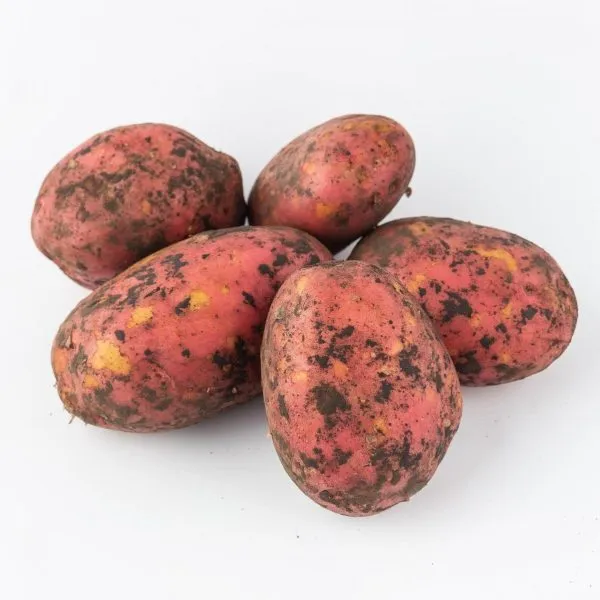 tserata-kvs-main-212108