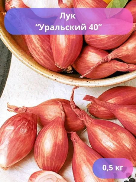 uralskiy-40-1-221572