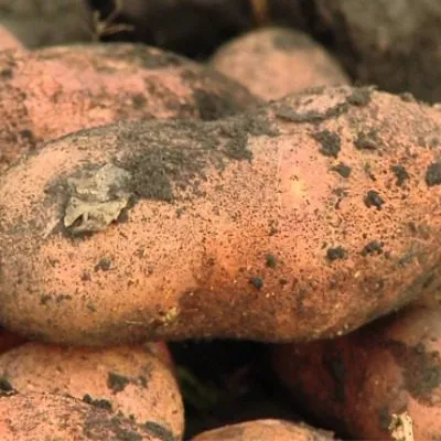 utro-rannee-3-211739