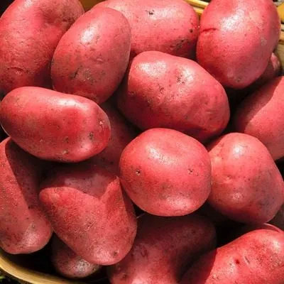 utro-rannee-main-211739