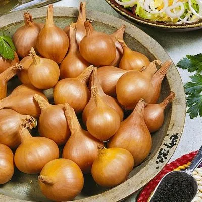 velikoustyugskiy-5-221736