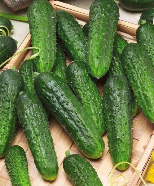 vernisazh-main-206867