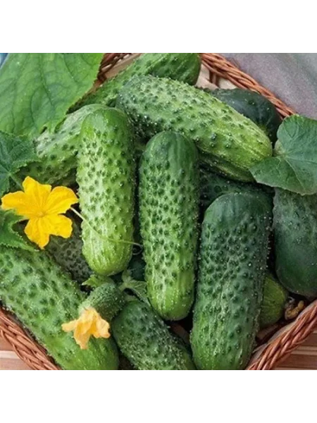 veronika-main-206844