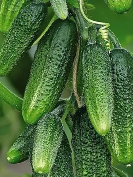 veselyy-rodzher-2-202418