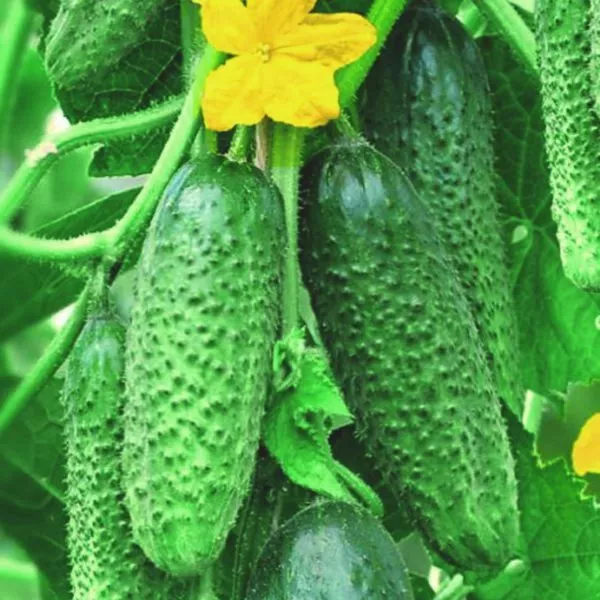 veselyy-rodzher-4-202418