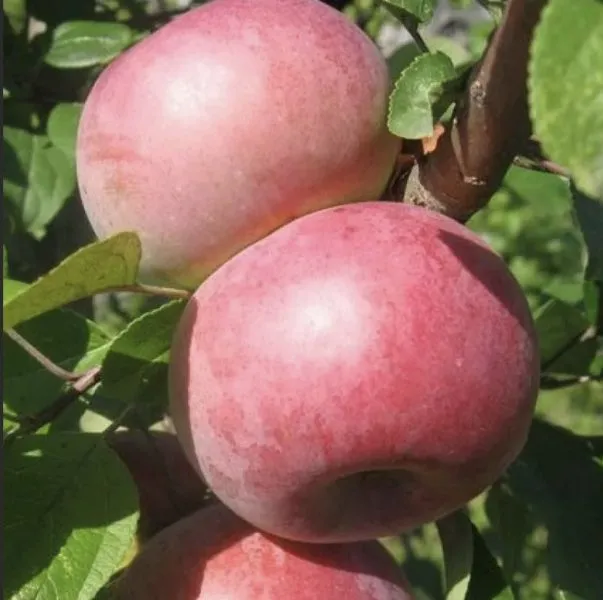 vista-bella-2-212883