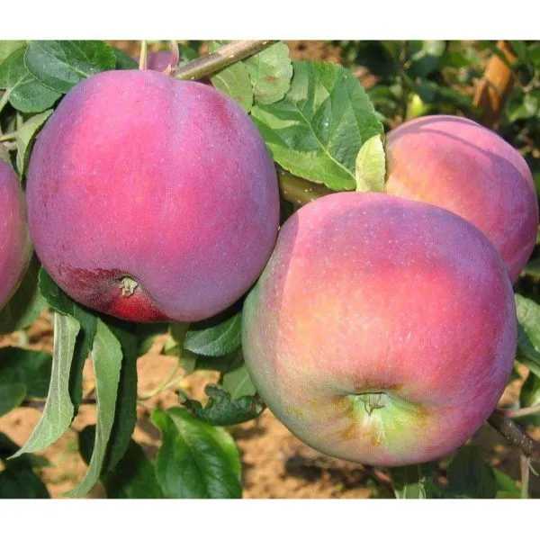 vista-bella-3-212883