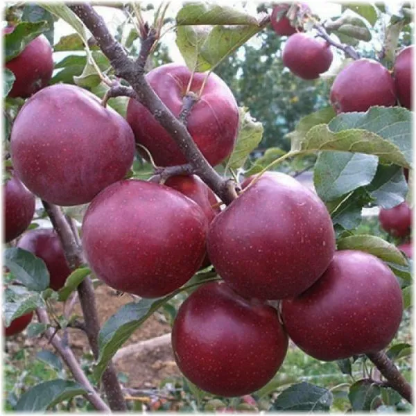 vista-bella-4-212883