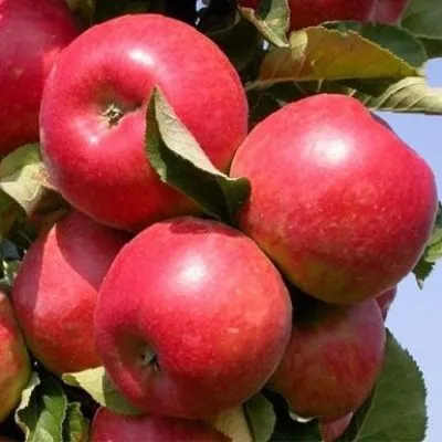 vista-bella-5-212883