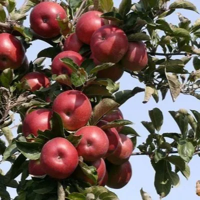 vista-bella-6-212883