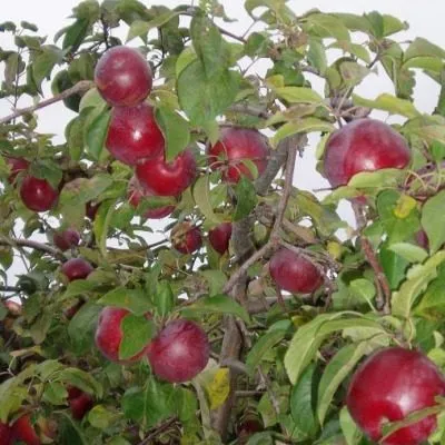 vista-bella-7-212883