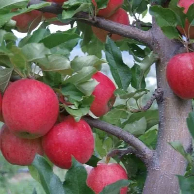 vista-bella-8-212883