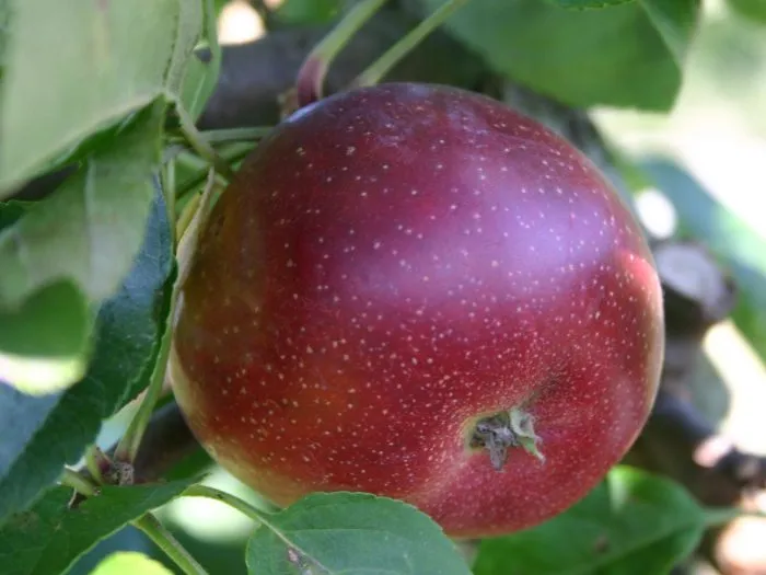 vista-bella-main-212883