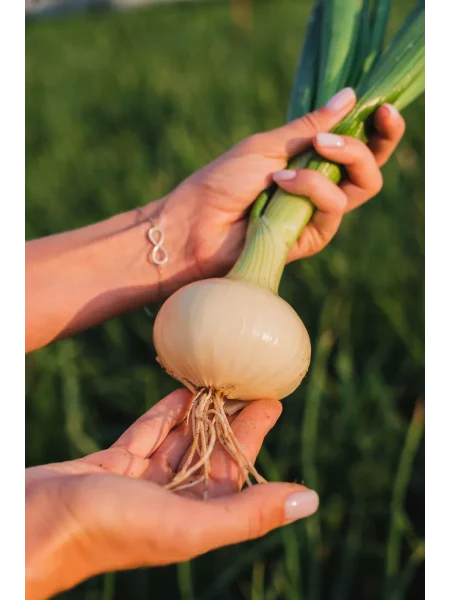 voronezhskiy-86-2-222710