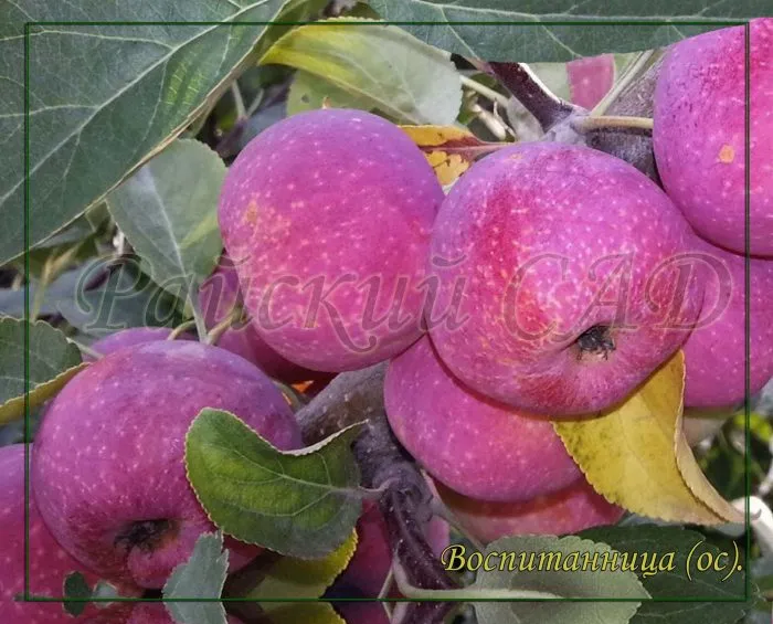 vospitannitsa-1-212823