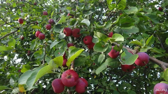 vospitannitsa-3-212823