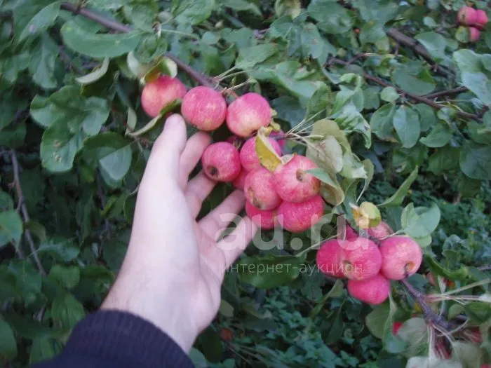 vospitannitsa-4-212823