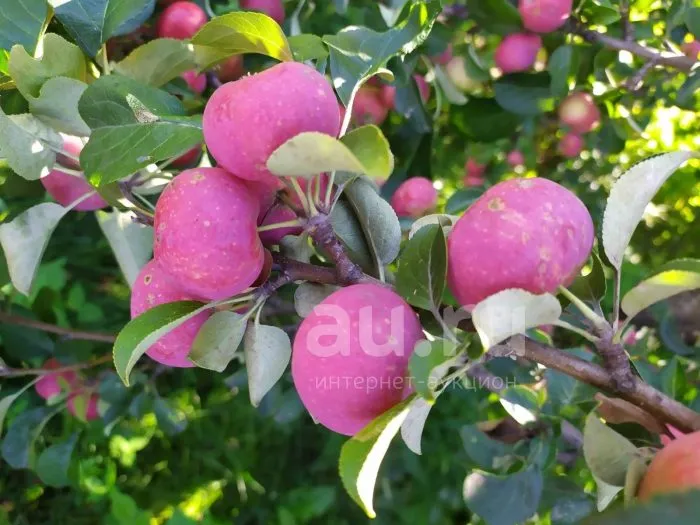 vospitannitsa-5-212823