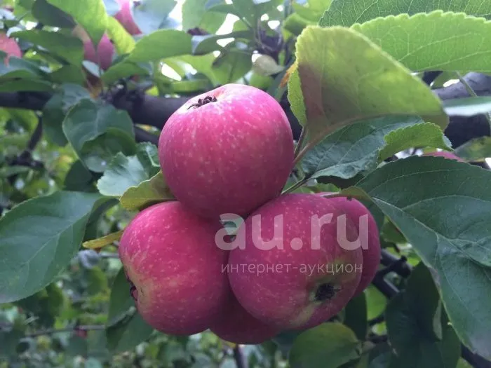 vospitannitsa-6-212823