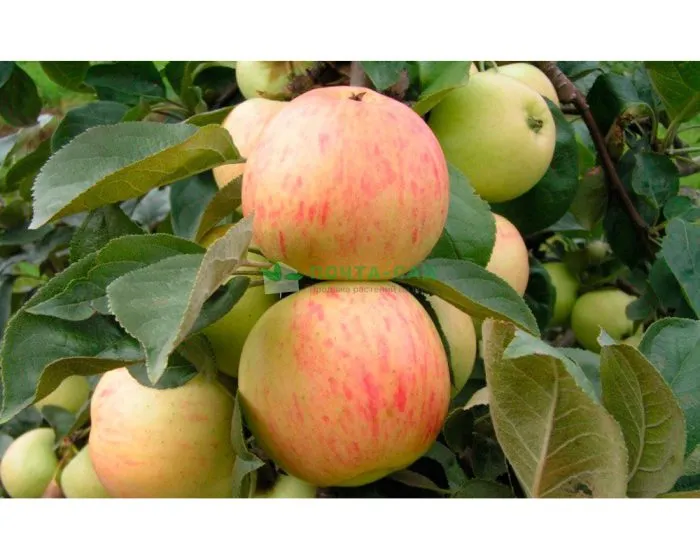 yubilyar-main-217733