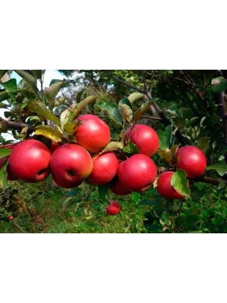 zavetnoe-main-214204