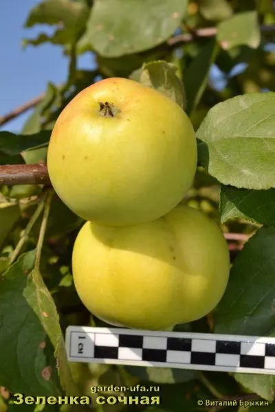 zelenka-sochnaya-1-220631