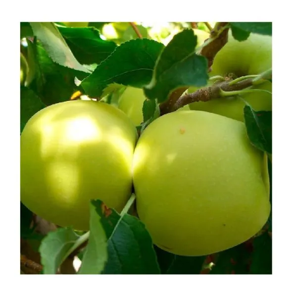 zelenka-sochnaya-2-220631