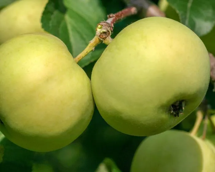 zelenka-sochnaya-4-220631