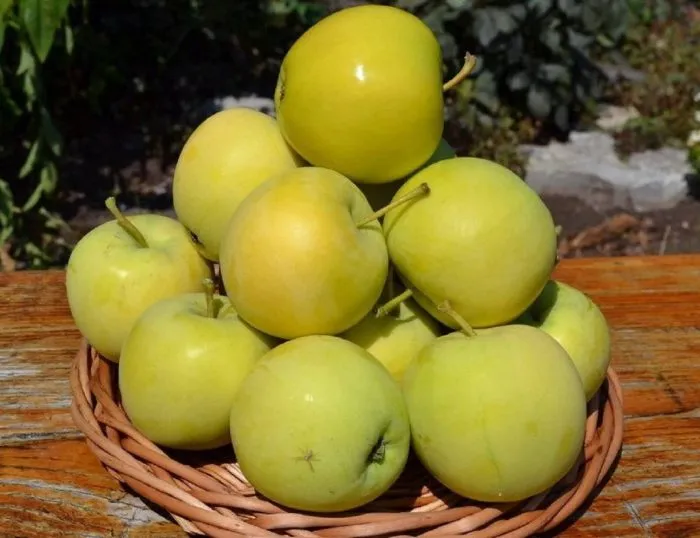 zelenka-sochnaya-5-220631