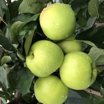 zelenka-sochnaya-6-220631