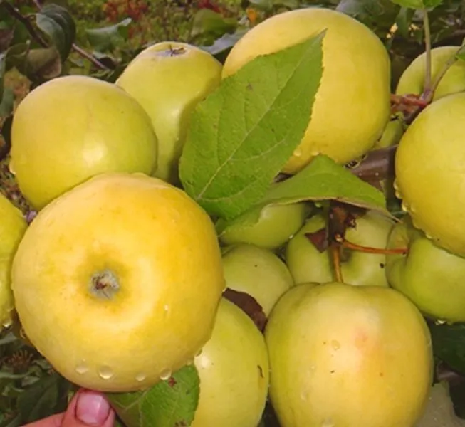 zelenka-sochnaya-main-220631