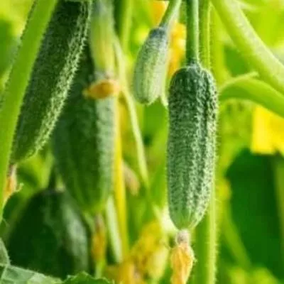 zelenye-gnomiki-2-202300