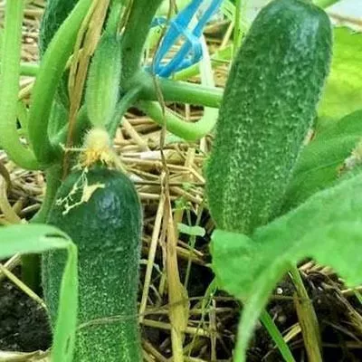 zelenye-gnomiki-3-202300