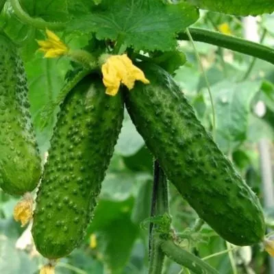 zelenye-gnomiki-4-202300