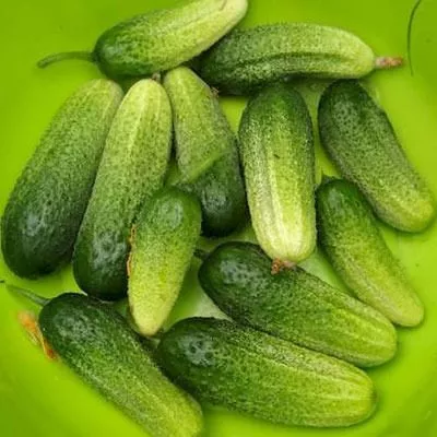 zelenye-gnomiki-6-202300