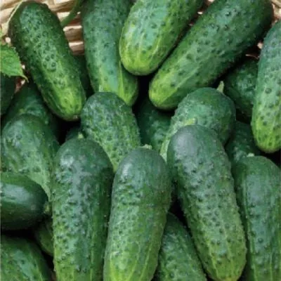 zelenye-gnomiki-main-202300