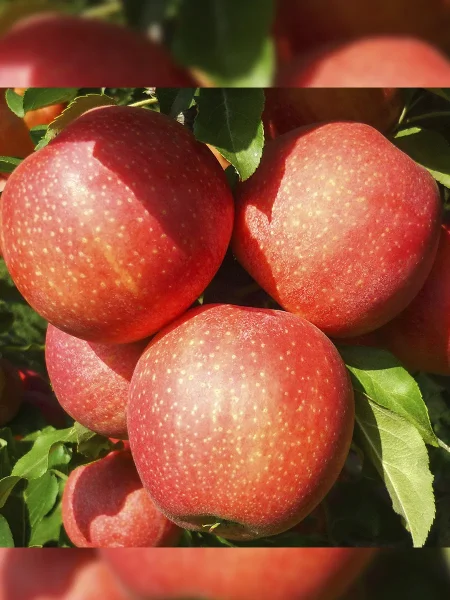 zemlyanichnoe-2-219129