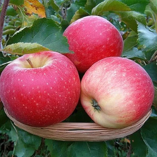 zemlyanichnoe-3-219129